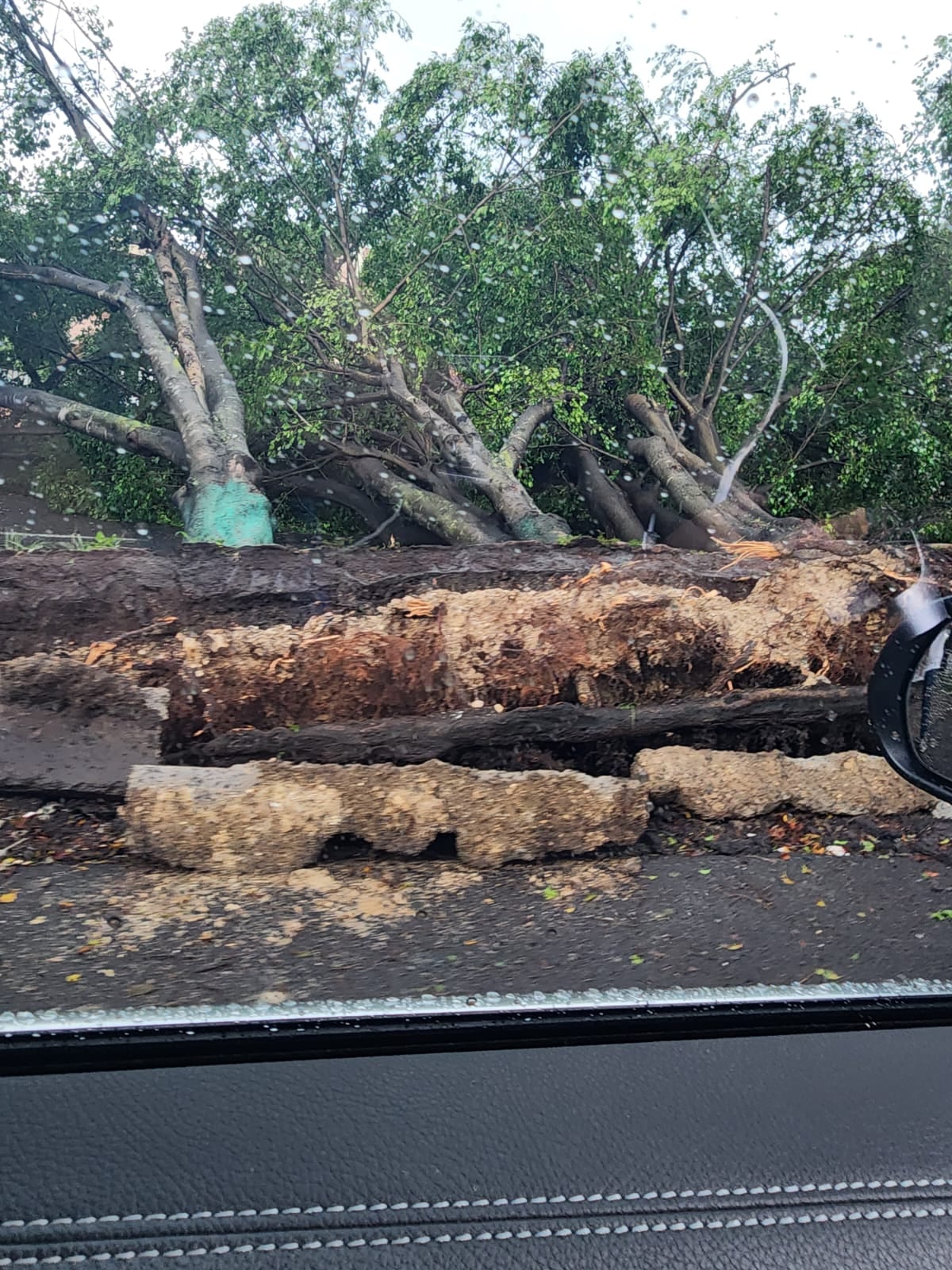 Este árbol también cayó en vía pública en las cercanías del paso a desnivel de Zapote.