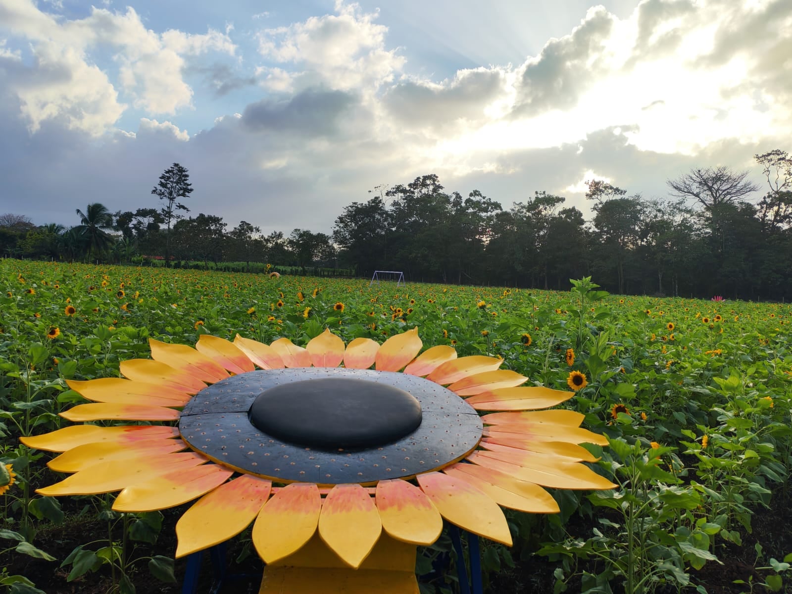 Campo de Girasoles Pital