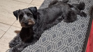 Perrita adoptada en Costa Rica ayudó a su dueño a sanar tras la muerte de su papá