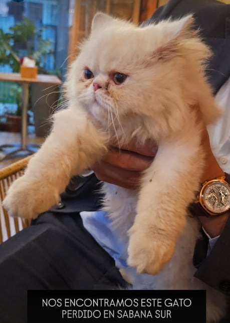 Gato que se encontró el periodista Pablo Campos y busca a sus dueños.