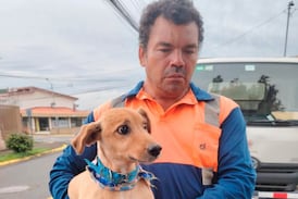 Perrito cayó en una alcantarilla en Heredia y ahora buscan a su familia