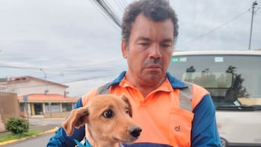 Perrito cayó en una alcantarilla en Heredia y ahora buscan a su familia