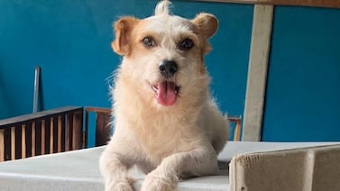 Pirucho, un perrito rescatado de las calles, ganó el título del “Zaguate del Año”