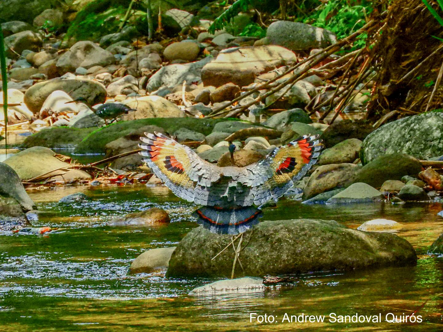 Las aves más hermosas se podrán ver en un avistamiento que se llevará a cabo este sábado. Cortesía.