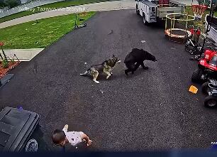 oso