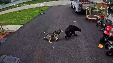 Video muestra cómo valiente perrita se enfrentó a un oso para salvar a un niño