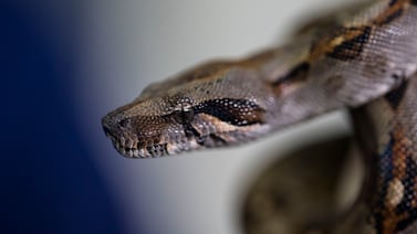 Enorme boa sorprendió a vecinos al rondar las cercanías de un colegio en Belén, Heredia