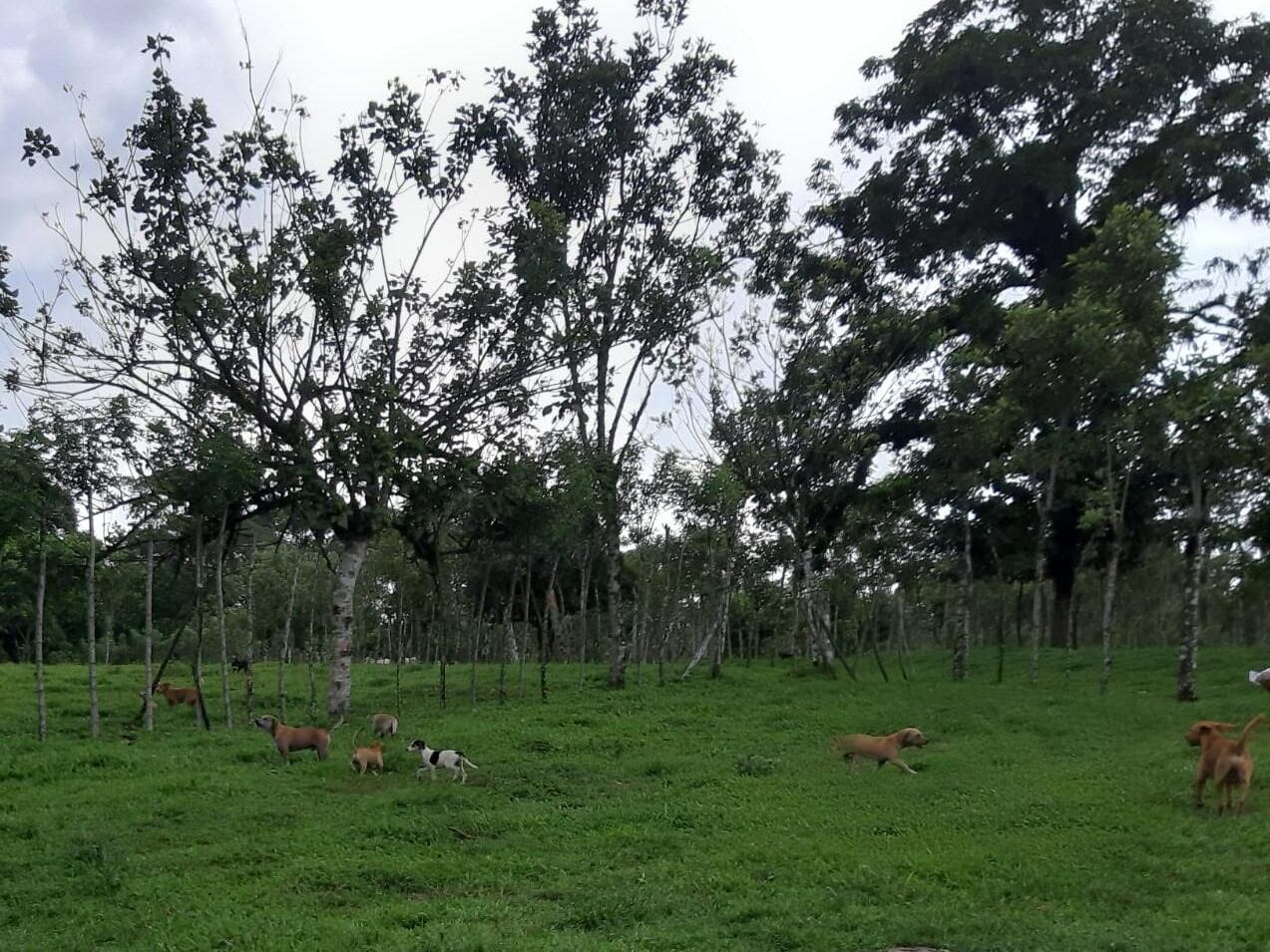Rafael Mejías, dueño de 36 perros que fue asesinado en Pococí, Limón. Foto cortesía Mariana Segura.