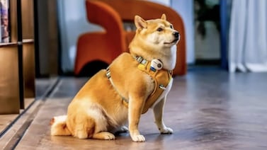 Un collar con inteligencia artificial promete traducir ladridos y maullidos