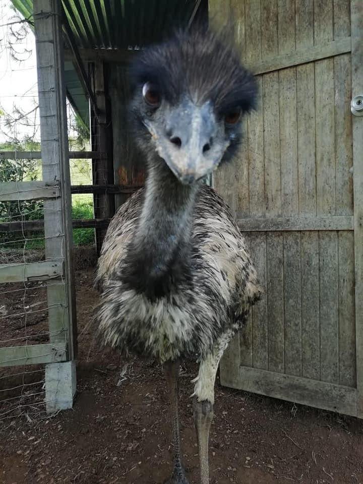 (Foto: Haras Turrialba)