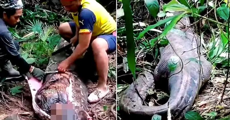 Pitón mató a una mujer