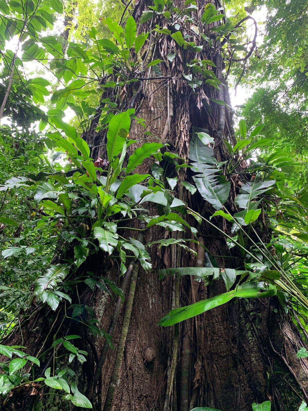 National Geographic se derrite en elogios para estos tesoros de Costa Rica.
