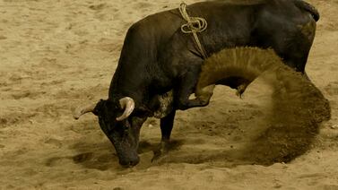 Muchacha que fue revolcada por un toro: “Mi carrera taurina duró tres segundos”