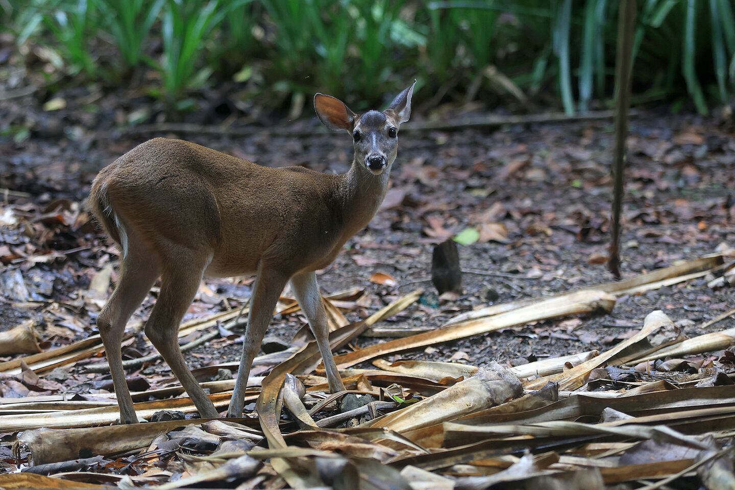 Venado en Costa Rica se hace viral tras mostrar que el amor de madre no ...
