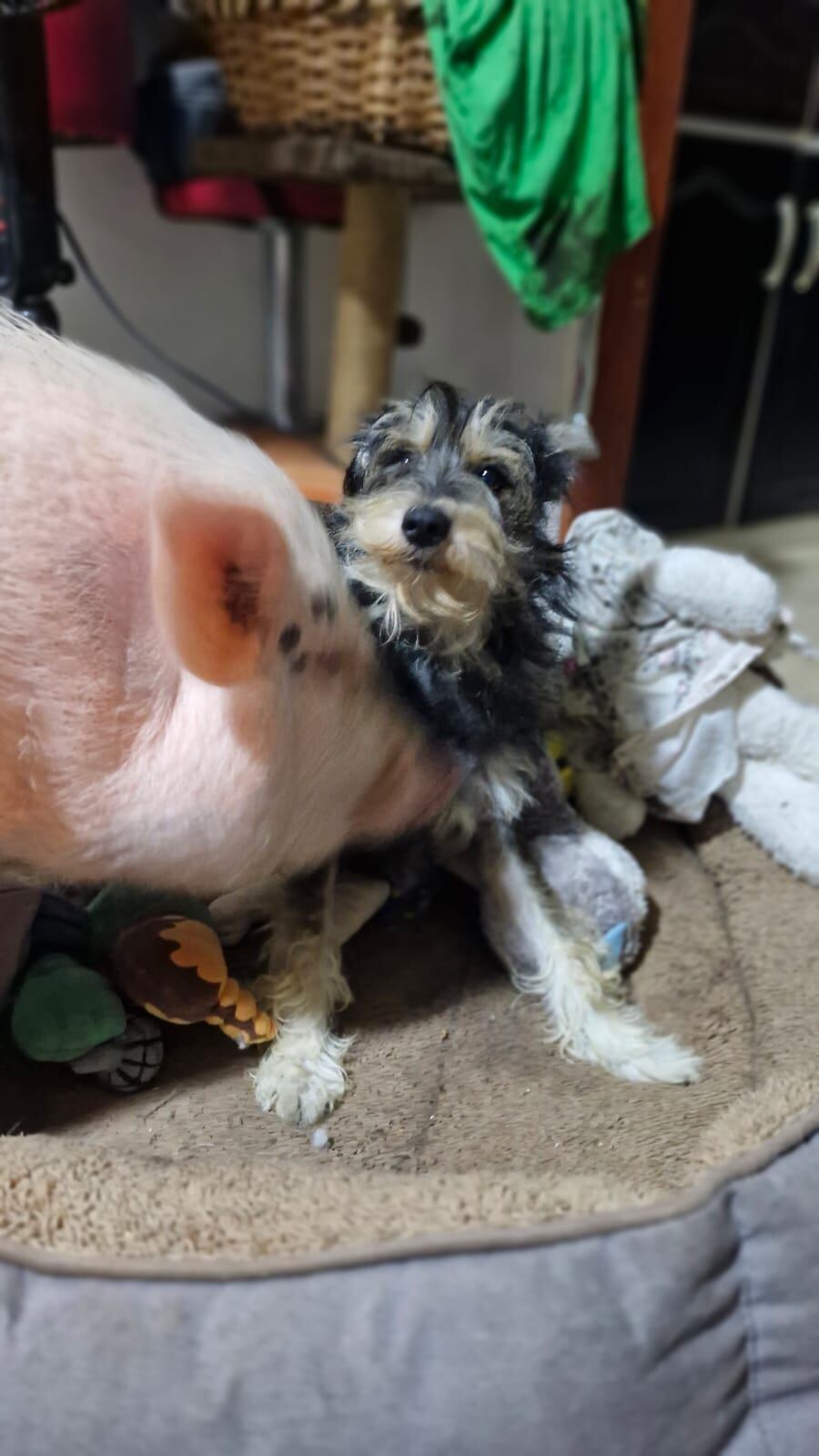 Camila es una de las perritas ganadoras del concurso de La Teja