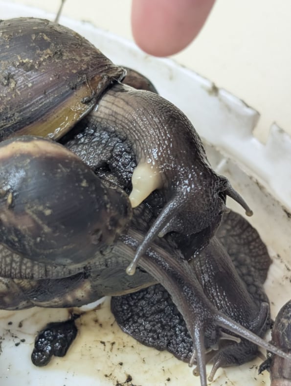 El MAG alertó sobre un brote de caracol gigante africano en Heredia.