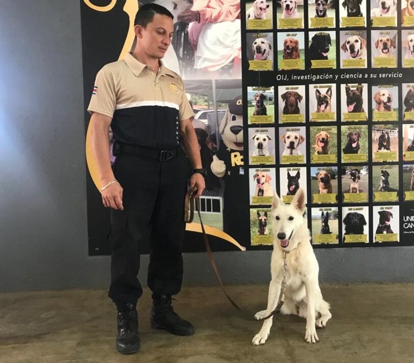 Denver y Koa, perros de la Unidad Canina del OIJ especializados en búsqueda de rastros de semen humano.