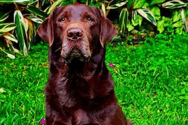 Bruce, el perro labrador que es profesional haciendo “salchiexorcismos” en Costa Rica