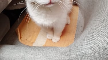 “Mamita nunca se fue del todo”: la increíble historia de Masha, la gata que ya tiene 22 años