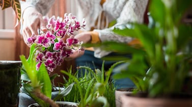 Guía de plantas: decore y llene de vida cada espacio