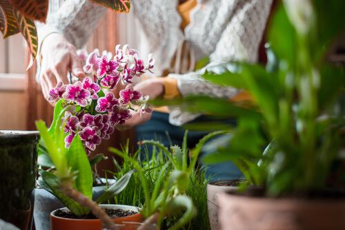 Guía plantas Perfil