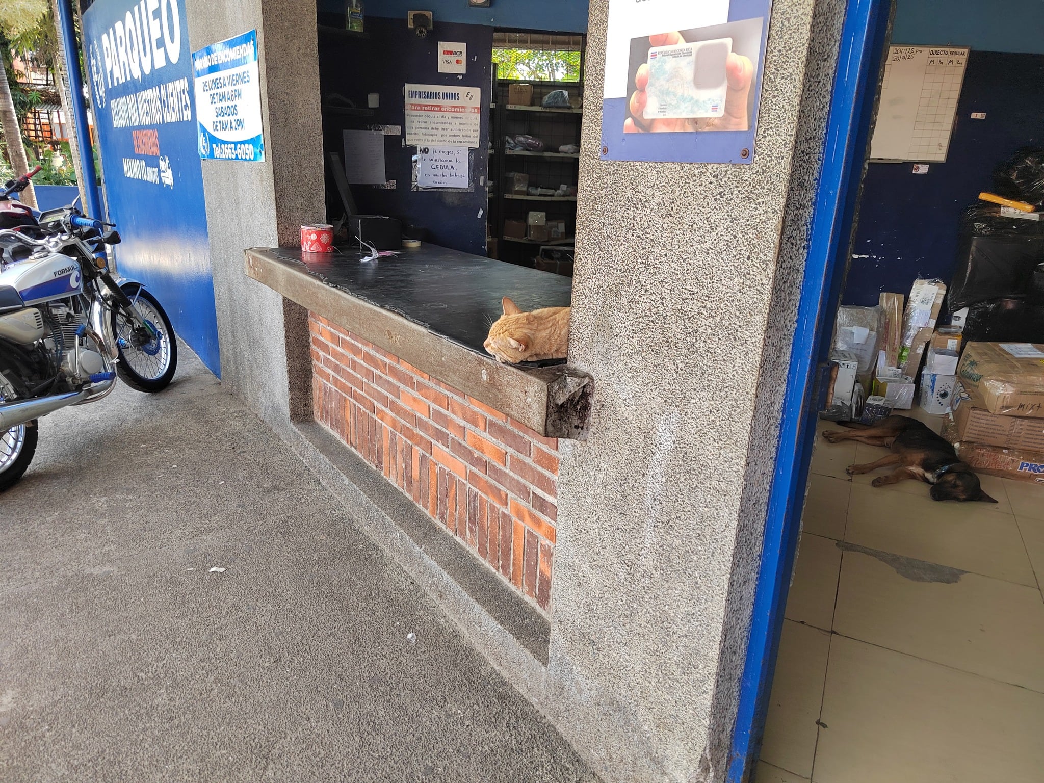Ricky es un gatico y Negro un perrito, que viven en la sección de Encomiendas de El Roble de Puntarenas de Transportes Unidos.
