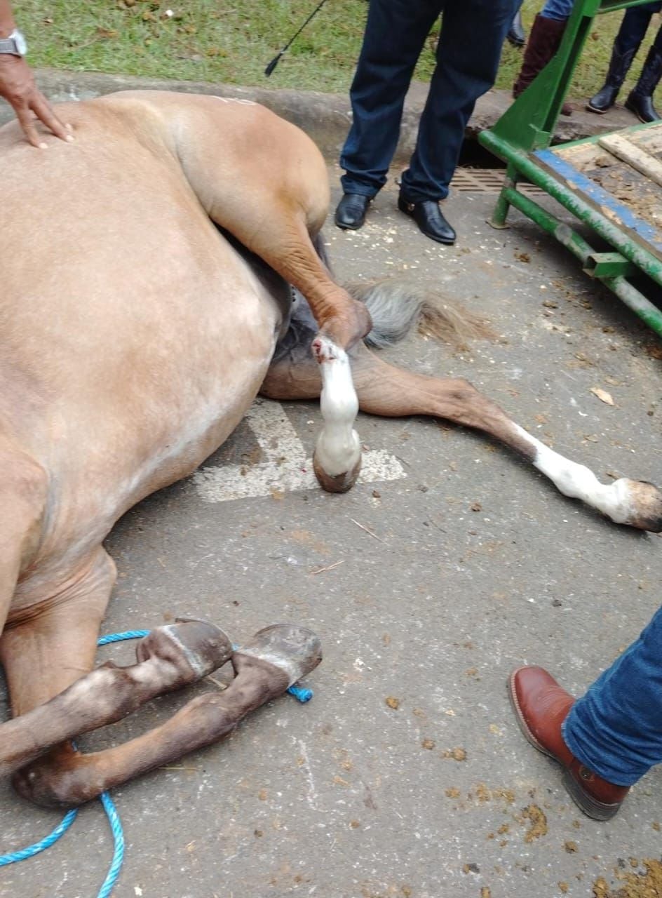 Caballo herido en tope de Montes de Oca
