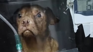 A Perrito tico le deben poner oxígeno cada 24 horas y sale carísimo, ¡acá le contamos cómo ayudar!