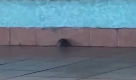 Denuncian plaga de ratas en escuela de Tibás