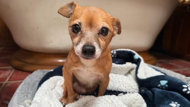 Día Mundial del Perro: Dos zaguaticos guerreros buscan hogar que los llenen de amor