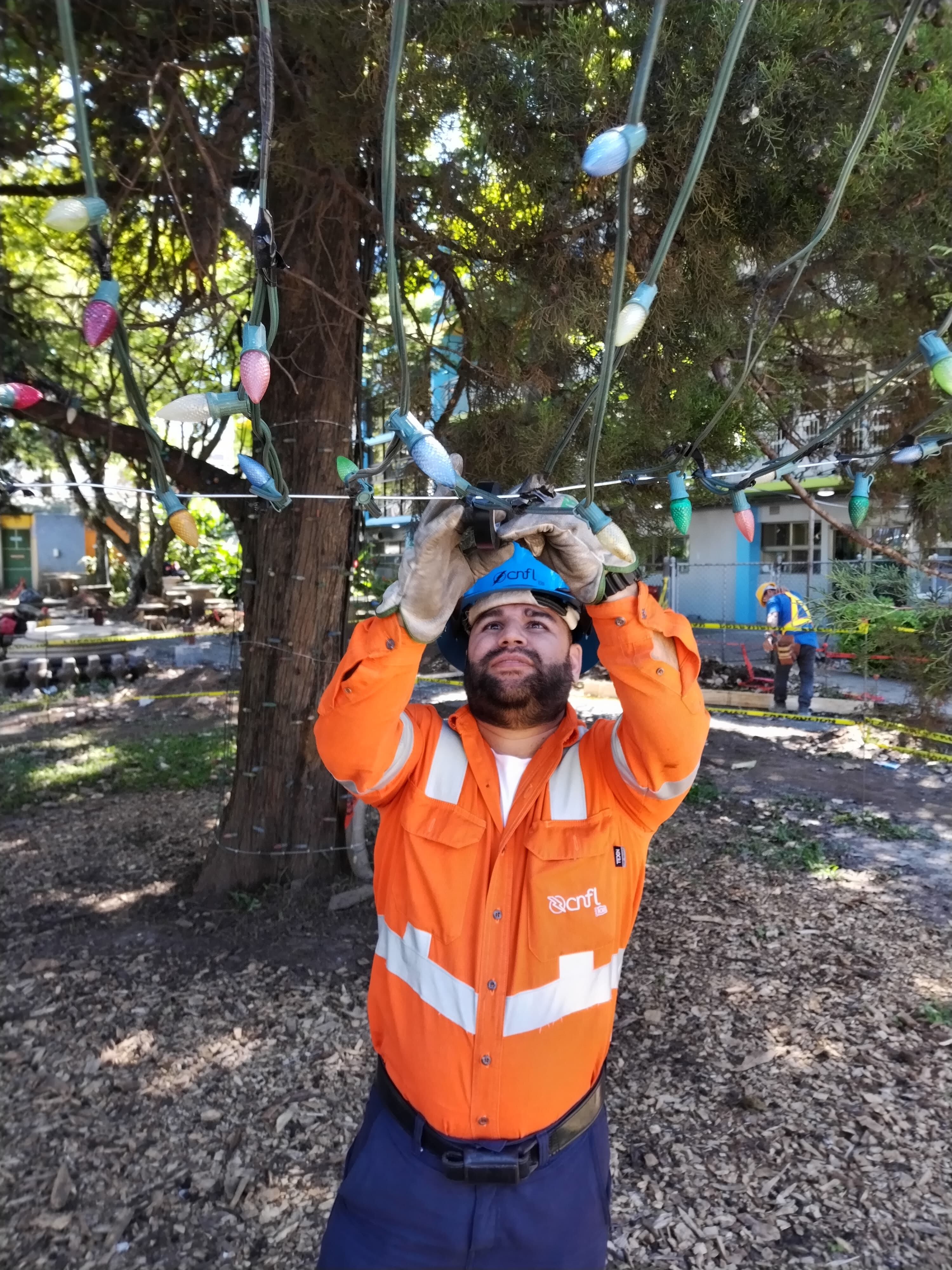 Por sexto año consecutivo don Marcelino Arce Díaz es el encargado principal de una muy linda, noble y amorosa misión, adornar con más de 20 mil bombillitos, el arbolote de navidad natural más grande del país, el del Hospital Nacional de Niños