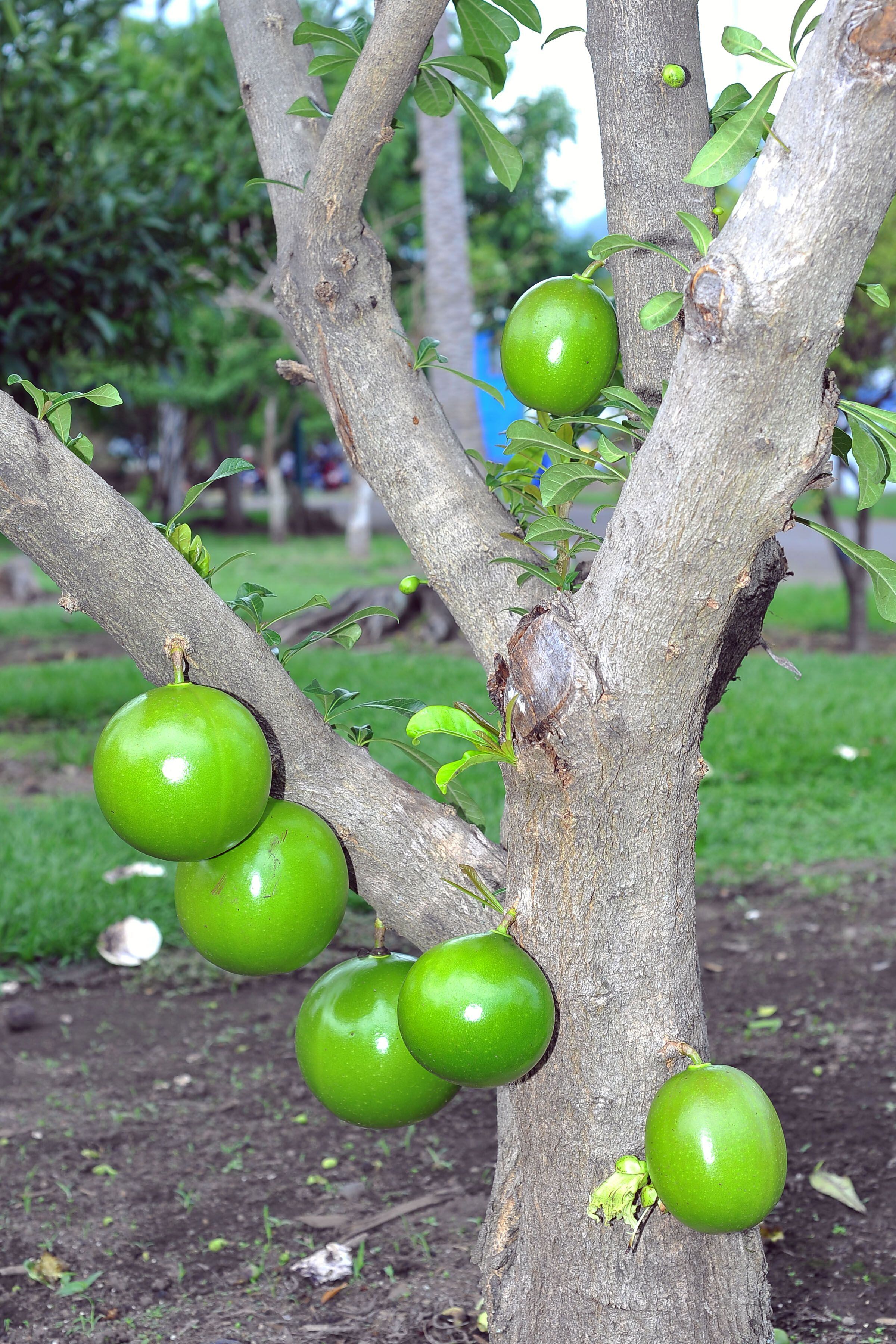Aprovechando la celebración del Día Nacional del Árbol, que fue este 15 de junio, el Instituto Costarricense del Deporte y la Recreación (Icoder) y el Scotiabank, confirmaron que después de 13 años finaliza el proyecto de arborización “Una Nueva Sabana” en Parque Metropolitano La Sabana.