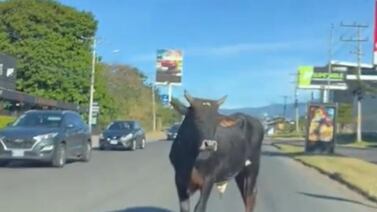 Dos vacas se atravesaron en una de las calles más transitadas del país
