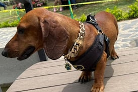 Bobby, el Mr. T de los perros salchicha que se pasea por Cartago con una supercadena de “oro”