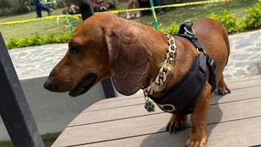 Bobby, el Mr. T de los perros salchicha que se pasea por Cartago con una supercadena de “oro”