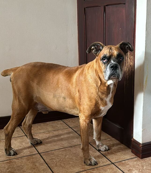 Adrián Méndez, periodista de Teletica radio, y su perro Drako, que partió al cielo de los perros este 21 de noviembre de 2024.