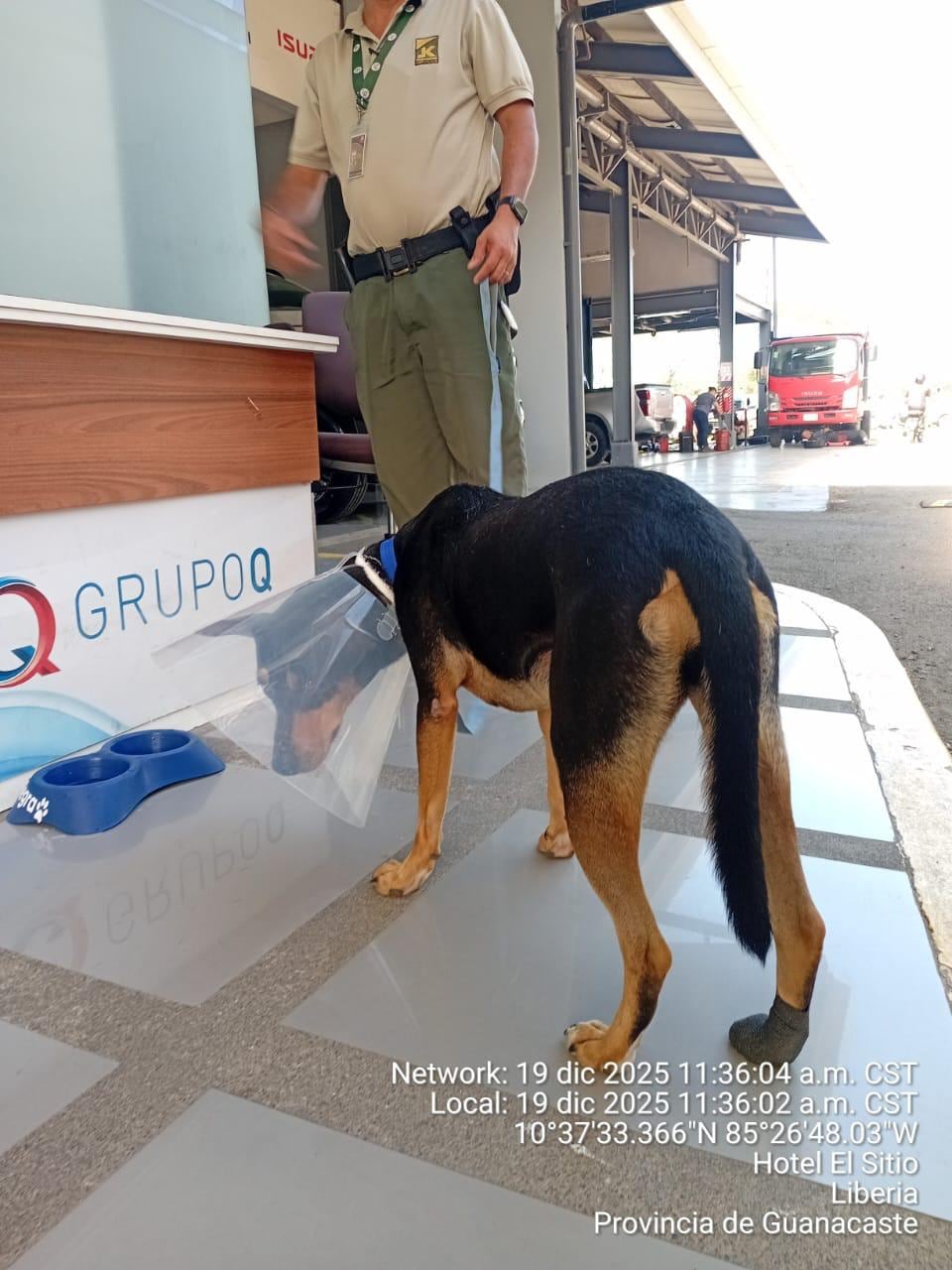 A mediados de diciembre del 2024, una zaguatita negra, flaquita y desconfiada apareció de la noche a la mañana en la sucursal de Hyundai Liberia y, sin hacer ruido ni pedir permiso, decidió que ese sería su lugar en el mundo.