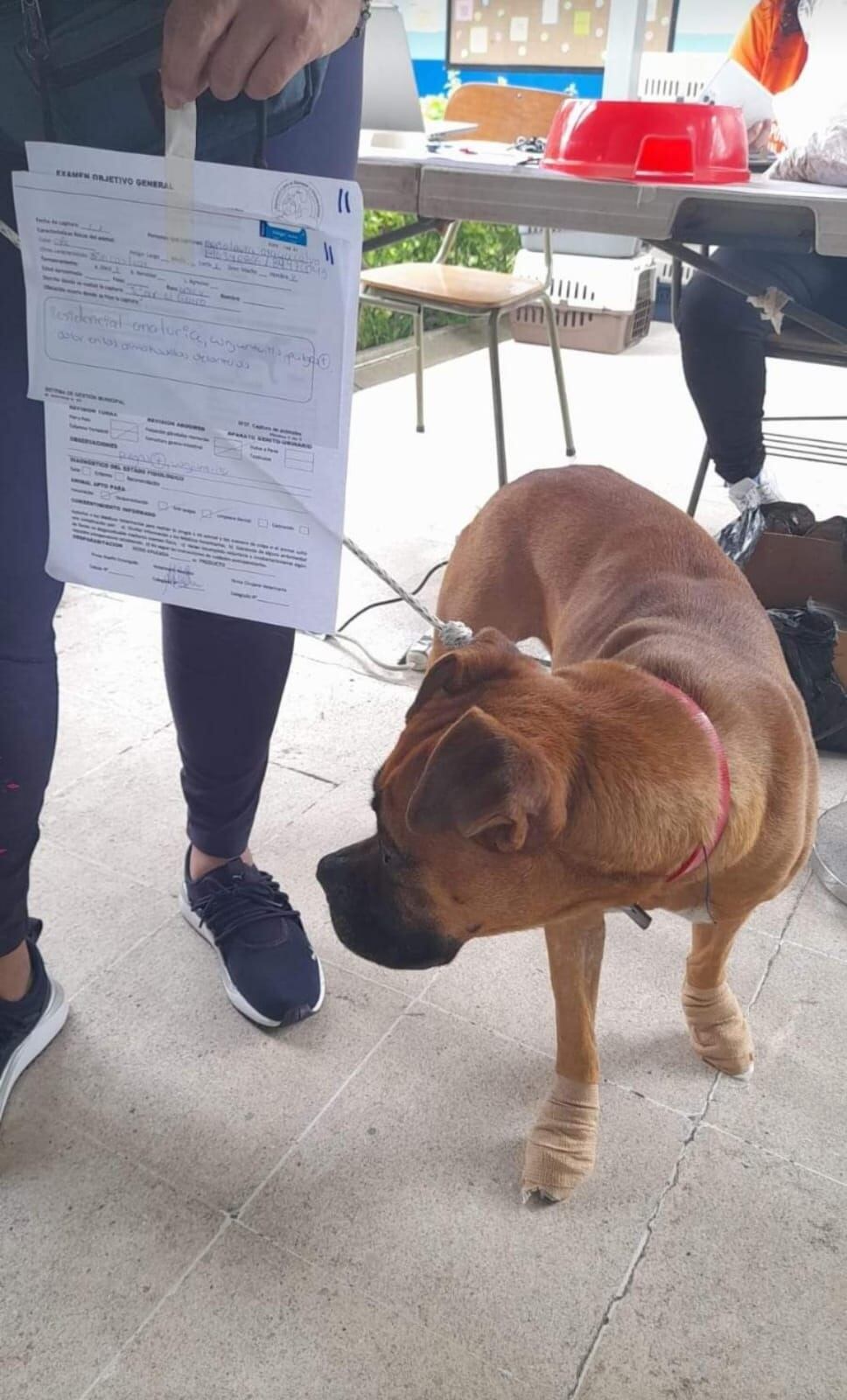 Marshall es una perrita que fue rescatada el 2 de agosto del año pasado y a pesar de ser raza bóxer con 5 años, fue adoptada por un joven de 19 años con autismo que se llama Antwan, según nos contó su mamá, doña María Aguilar Salazar