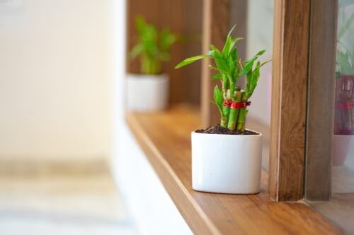 Guía plantas Perfil