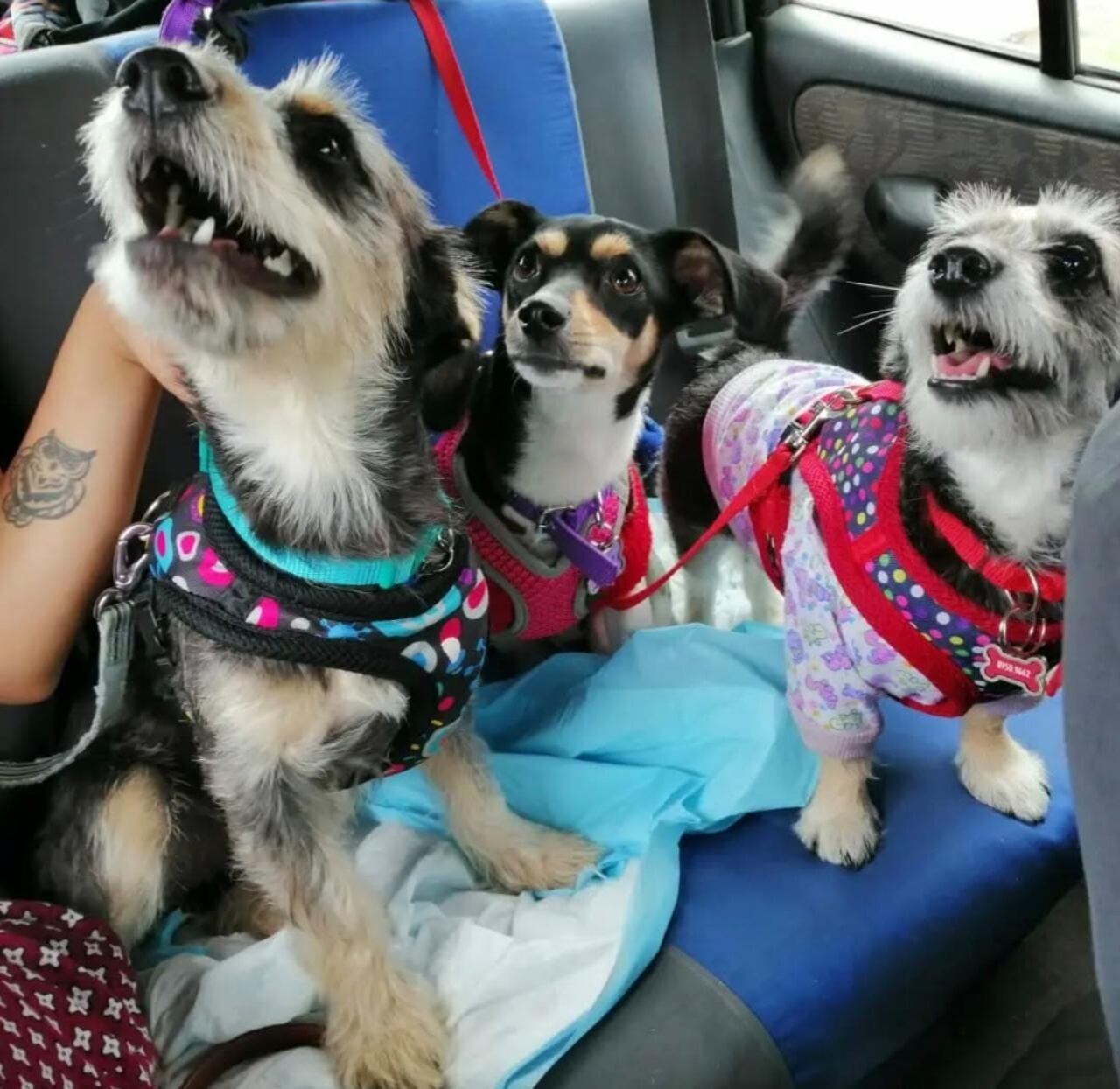 Entrevista con la diputada Sofía Guillén sobre su embarazo y temas políticos