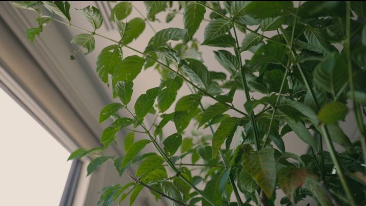 La planta conocida en nuestro país como uña de gato se puso muy de moda a principios del mes pasado porque un grupo de investigaciones realizadas en la Universidad de Costa Rica (UCR) confirmó los beneficios que tiene su consumo