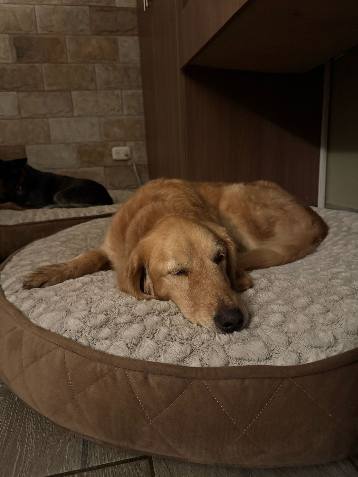 Laia, perrita se perdió siete semanas