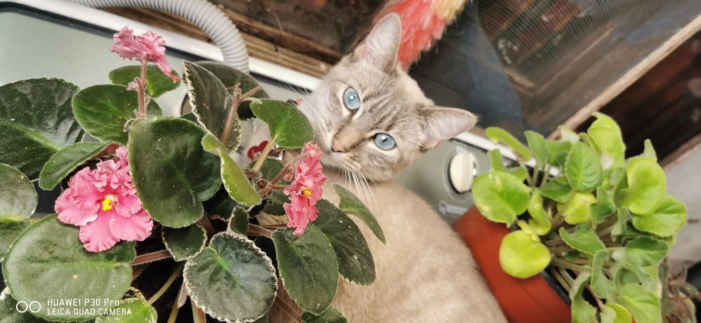 Desde siempre, doña Yoselyn Chaverri Artavia, vecina de Heredia centro, supo que la vida con mascotas tiene algo mágico. Por eso se enamoró a primera vista de Mitsuha, una gata mestiza