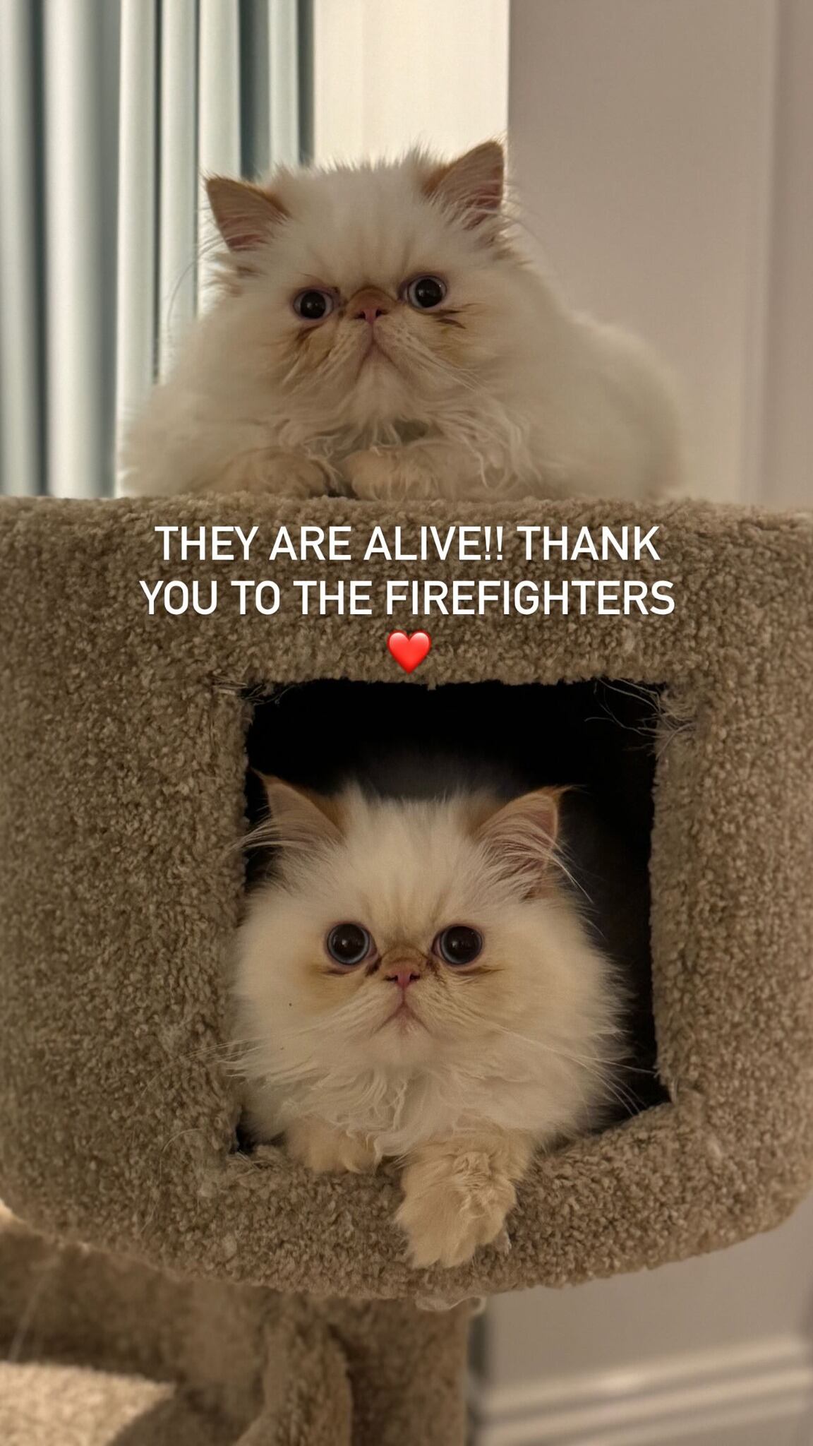 Cara Delevigne
Actriz británica
Modelo británica