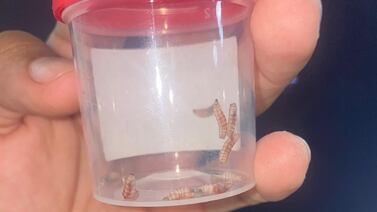 Gusano barrenador: Ministerio de Salud confirma segunda muerte en el país