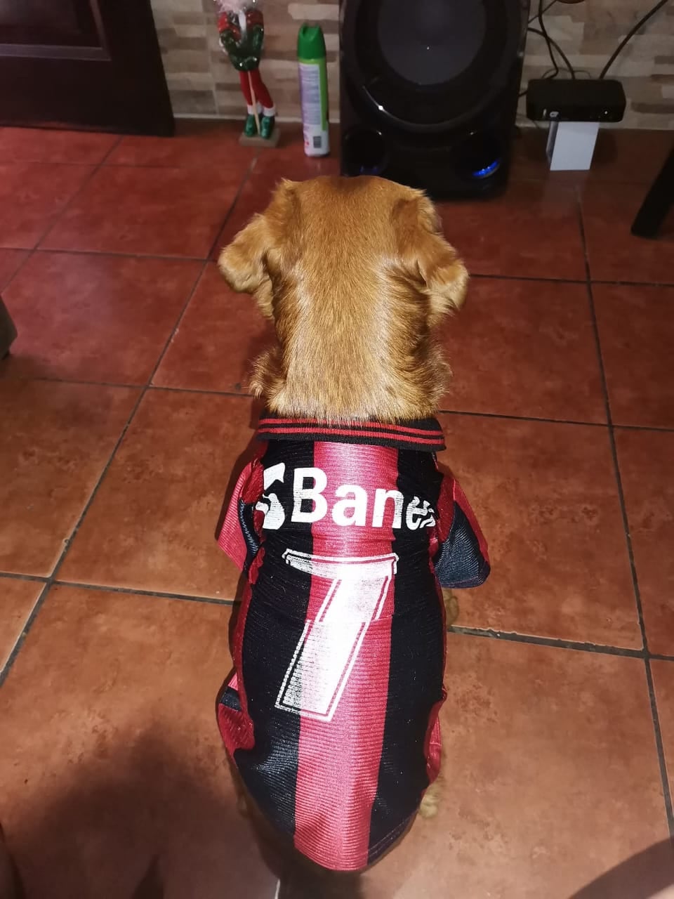 Bobby, un perrito raza “zaguate pura sangre” de 9 años, se convirtió en el compañero inseparable de una familia de Paso Ancho gracias a un inesperado flechazo que cambió sus vidas para siempre.