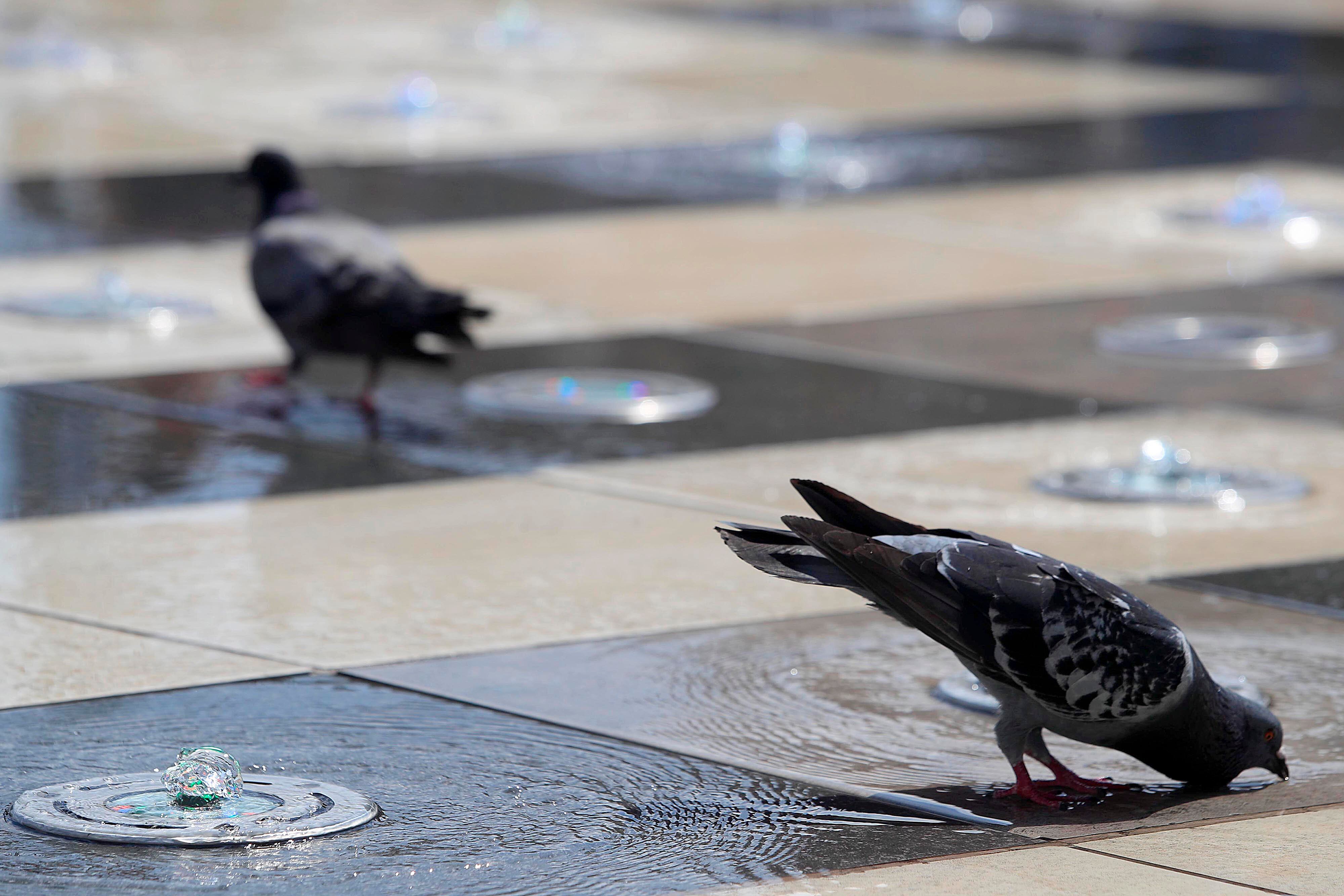 13/01/2024 San José. El calor de los primeros días del año, motivado por cielos despejados, sol radiante y altas temperaturas obliga en muchos casos a usar sombrillas y demás opciones para proteger la piel. En la Plaza de la Cultura, niños y palomas sacaron provecho de los chorros de agua de la fuente para refrescarse e incluso divertirse.