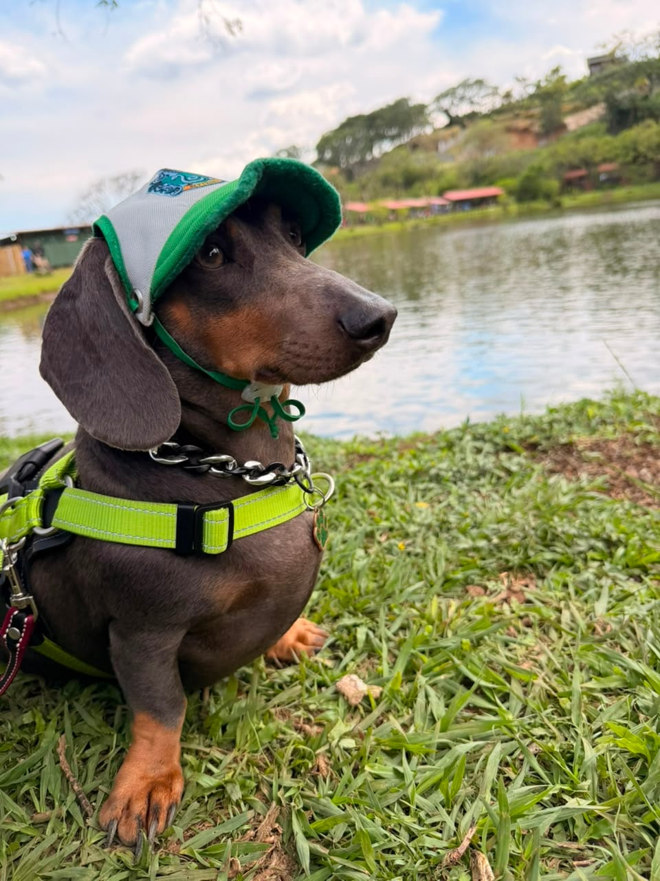El perro salchicha, bautizado por el personaje Draco Malfoy de Harry Potter, llegó a un hogar pocos días porque iba a ser regalado, pero terminó convirtiéndose en el compañero inseparable