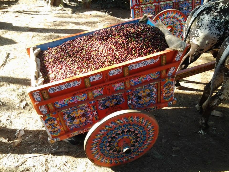 Carreta del Valle Central sacando café en Cartago. Foto de la página en Facebook Boyeotico de don Alejandro Guevara Muñoz