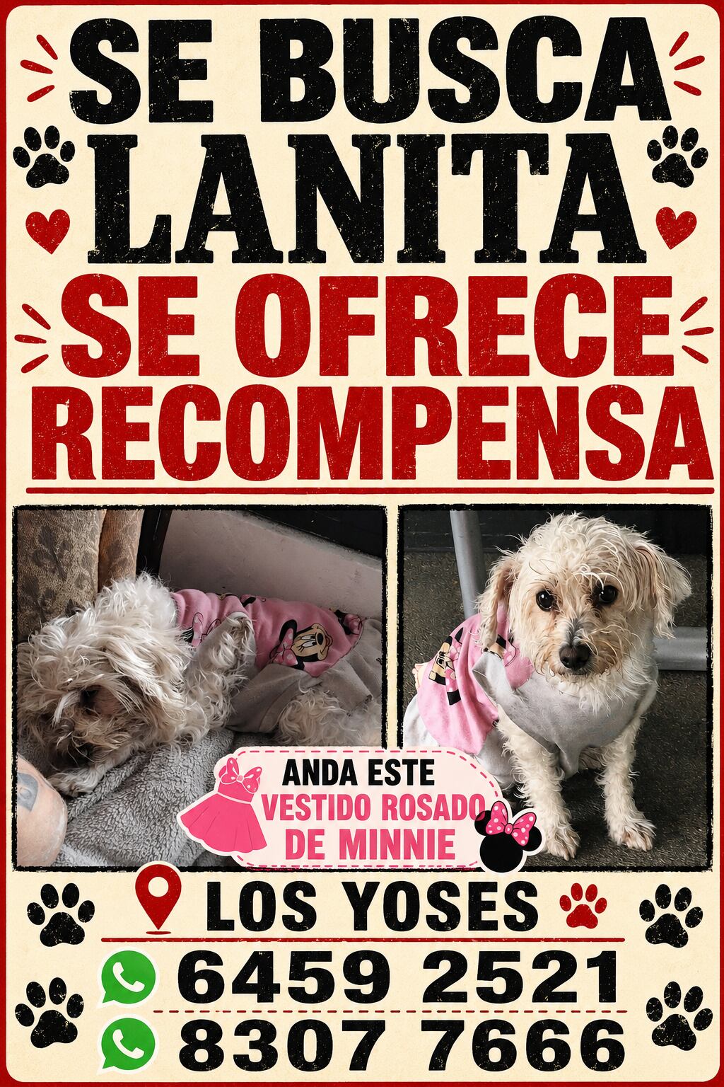 Lanita perrita perdida